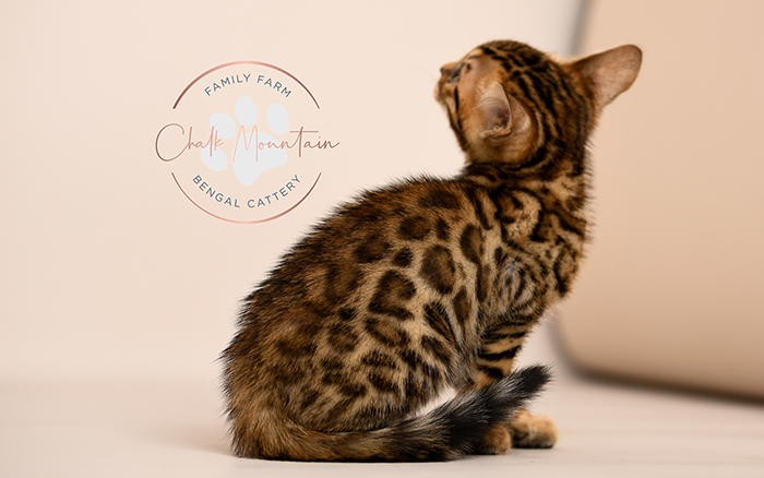 Bengal kitten for sale
